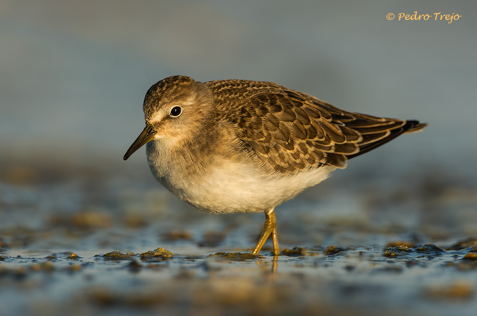 Corrrelimos de Temminck (Calidris temminckii)